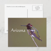 Kolibrie rustend, Arizona Briefkaart (Voorkant / Achterkant)