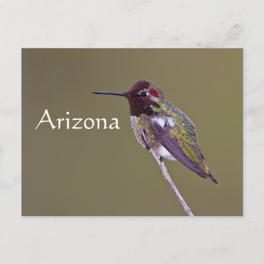 Kolibrie rustend, Arizona Briefkaart (Voorkant)