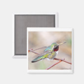 kolibrie serie magneet (Voorkant / Achterkant)