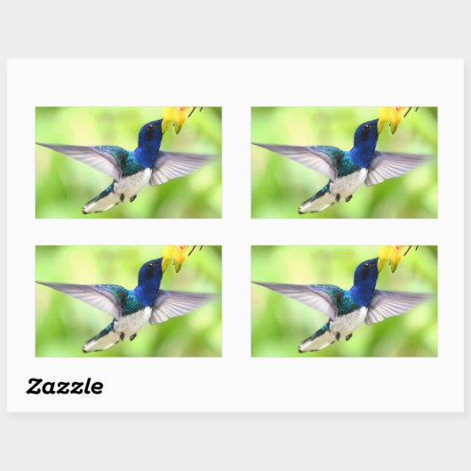 Kolibrie stickers (Vel)