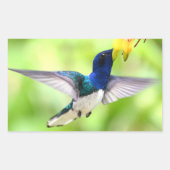 Kolibrie stickers (Voorkant)