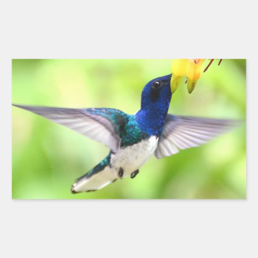Kolibrie stickers (Voorkant)