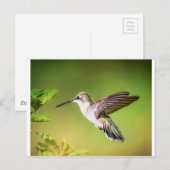 Kolibrie tijdens de vlucht briefkaart (Voorkant / Achterkant)