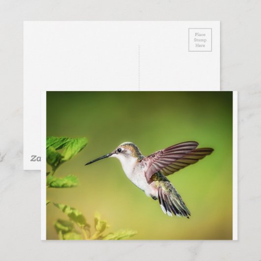 Kolibrie tijdens de vlucht briefkaart (Voorkant / Achterkant)