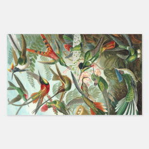 Kolibrie (Trochilidae) door Haeckel Rechthoek Sti Rechthoekige Sticker
