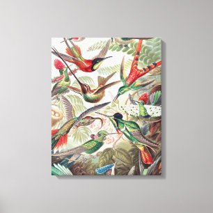 Kolibrie, Trochilidae Kolibris door Ernst Haeckel Canvas Afdruk