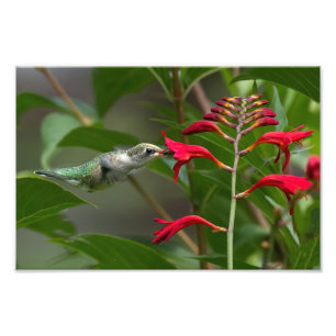 Kolibrie voeden bij Red Crocosmia Foto Afdruk