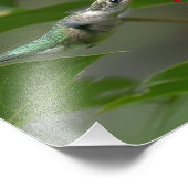 Kolibrie voeden bij Red Crocosmia Foto Afdruk (Hoek)