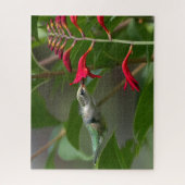 Kolibrie voeden bij Red Crocosmia Legpuzzel (Verticaal)