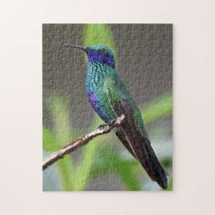 Kolibrie Vogel Zit Snavel Veren Legpuzzel