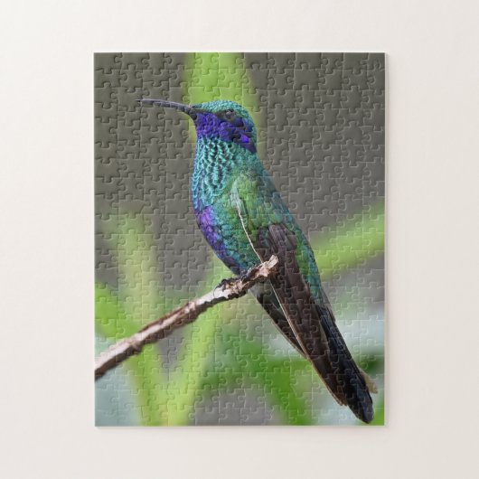 Kolibrie Vogel Zit Snavel Veren Legpuzzel (Verticaal)