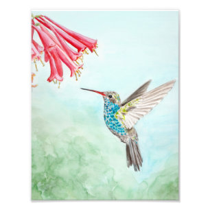 Kolibrie Watercolor print Foto Afdruk