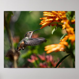 Kolibrie zweven met bloemen - Wildlife Foto Poster