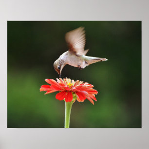 Kolibrie zwevend over een Red Flower Art Poster