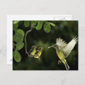 kolibriemoeder briefkaart (Voorkant / Achterkant)