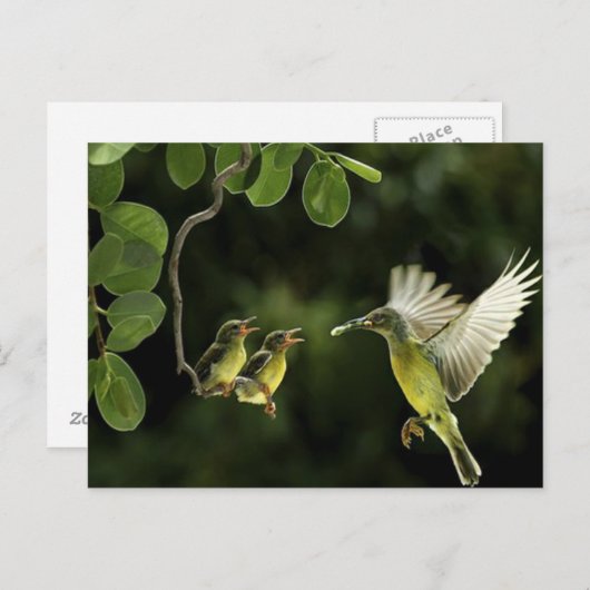 kolibriemoeder briefkaart (Voorkant / Achterkant)