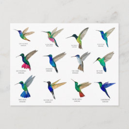 Kolibries Briefkaart