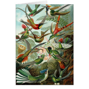 Kolibries door Ernst Haeckel, Oude Vogels Bomen