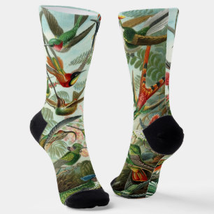 Kolibries door Ernst Haeckel, Oude Vogels Bomen Sokken
