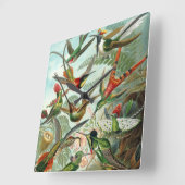 Kolibries door Ernst Haeckel, Oude Vogels Bomen Vierkante Klok (Hoek)