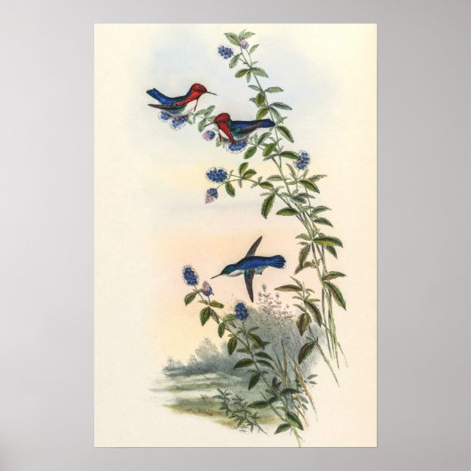 Kolibries door John Gould Poster (Voorkant)