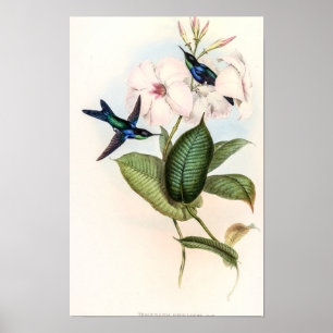 Kolibries door John Gould Poster