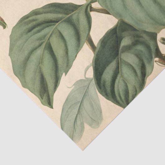 kolibries en kamperfoelie Decoupage Tissuepapier (Detail)