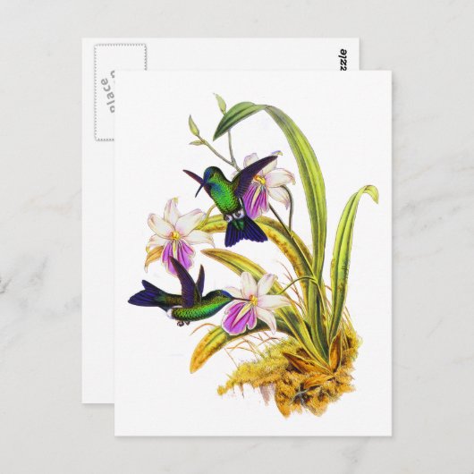 Kolibries en Paarse Orchideeën Briefkaart (Voorkant / Achterkant)