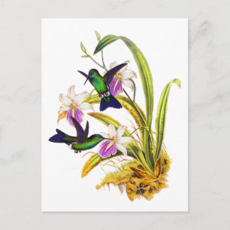 Kolibries en Paarse Orchideeën Briefkaart
