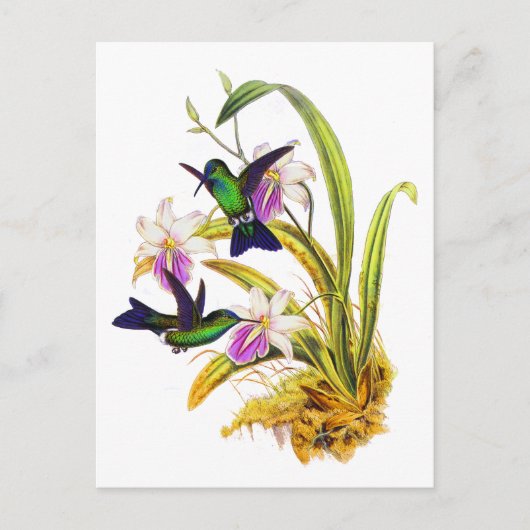 Kolibries en Paarse Orchideeën Briefkaart (Voorkant)