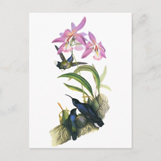 Kolibries en Roze Orchideeën Briefkaart (Voorkant)