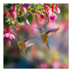 Kolibries Fuchsia Bloemen Iriserende Dans Perfect Poster