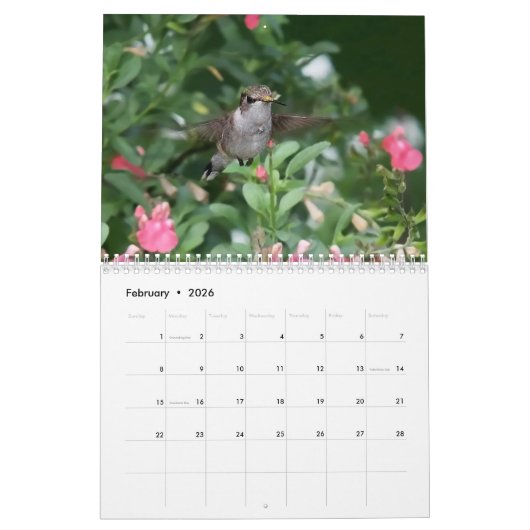 KOLIBRIES KALENDER (Feb 2026)