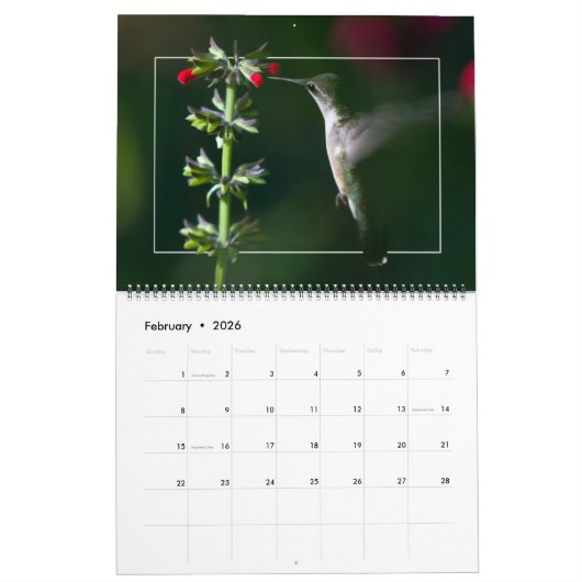 KOLIBRIES KALENDER (Feb 2026)