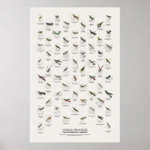 Kolibries - Naturalist's Library Poster