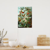 Kolibries van Ernst Haeckel Poster (Keuken)