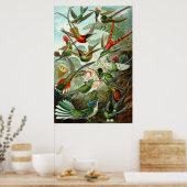 Kolibries van Ernst Haeckel Poster (Keuken)