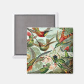 Kolibries vierkante magneet (Voorkant / Achterkant)