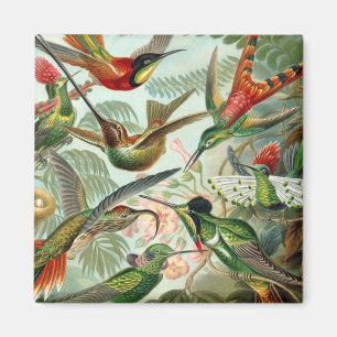 Kolibries vierkante magneet