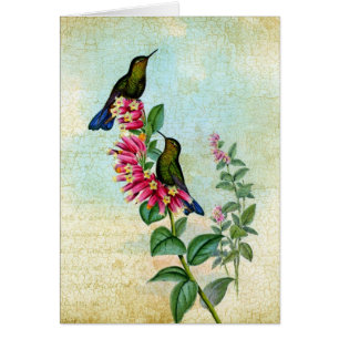  Kolibris, Gute Besserung