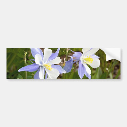 Kolomfamilie Bumpersticker (Voorkant)