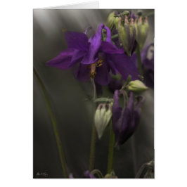 Kolommen in het zonlicht