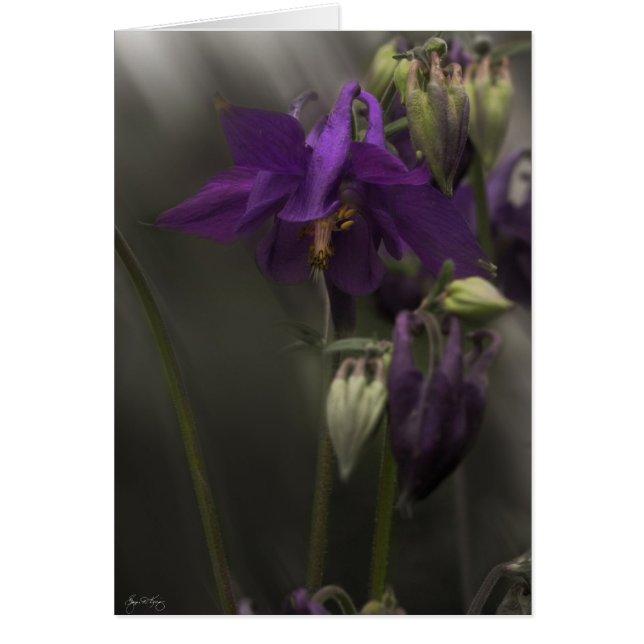 Kolommen in het zonlicht (Voorkant)