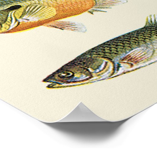 Kolommen vis poster (Hoek)