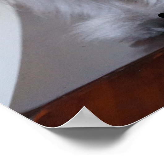 Kolonel Meow, wacht daar op Poster (Hoek)