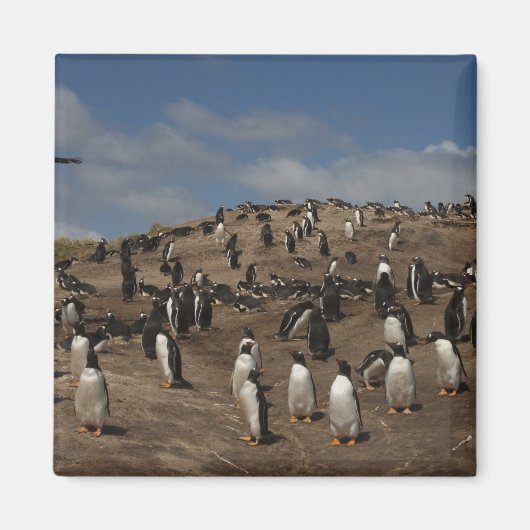 Kolonie Gentoo Penguin (Pygoscelis papua) in het w Magneet (Voorkant)