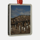 Kolonie Gentoo Penguin (Pygoscelis papua) in het w Metalen Ornament (Rechts)