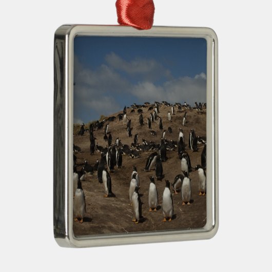 Kolonie Gentoo Penguin (Pygoscelis papua) in het w Metalen Ornament (Rechts)