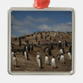 Kolonie Gentoo Penguin (Pygoscelis papua) in het w Metalen Ornament (Voorkant)