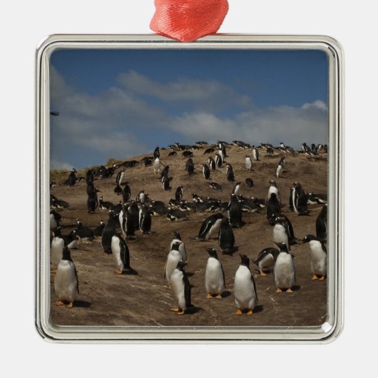 Kolonie Gentoo Penguin (Pygoscelis papua) in het w Metalen Ornament (Voorkant)